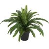 Зеленое растение BOSTON FERN, H60см, черный горшок