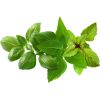 Click & Grow Plant Pod Basil Variety Mix 9pcs