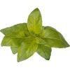 Click & Grow Smart Garden refill Lime Basil 3pcs