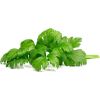 Click & Grow Smart Garden Refill Leaf Celery 3pcs