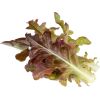 Click & Grow Smart Refill Красный салат оаклиф 3 шт.
