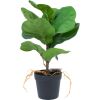 Artificial plant GREENLAND H35cm, Clusia rosea