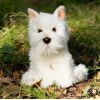 Smily Play Pluszowy Westie