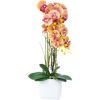 Orchid GARDEN QUEEN H65cm, yellow