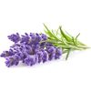 Click & Grow Plant Pod Lavender 9pcs