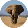 Foto glezna D40cm Elephant 95522