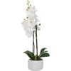 Orchid GARDEN QUEEN H40cm, white