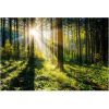 Foto glezna 80x120 Sunny Forest