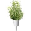 Click & Grow Smart Garden refill Rosemary 3pcs