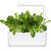 Click & Grow gudrā augu dārza uzpilde Romiešu salāti 3gb.