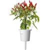 Click & Grow Smart Garden uzpilde Piri Piri čili pipari 3gb.