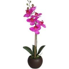 Violeta orhideja ar 1 zaru IN GARDEN, H46cm, melns pods