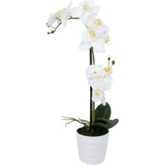 Balta orhideja ar 2 zariem IN GARDEN, A51cm, balts pods