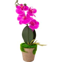 Orchid GREENLAND in pot with moss, mix