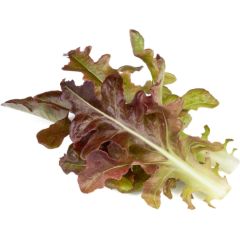Click & Grow Smart Refill Red Oakleaf Lettuce 3pcs