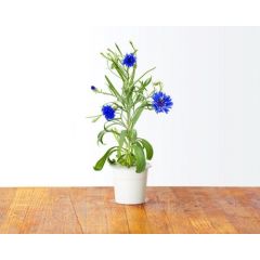 Click & Grow gudrā augu dārza uzpilde Rudzupuķe 3gb. Viedais dārzs