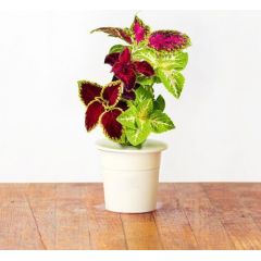 Click & Grow Smart Garden uzpilde Skaistnātre 3gb. Viedais dārzs