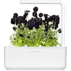 Click & Grow Smart Garden refill Black pansy 3pcs