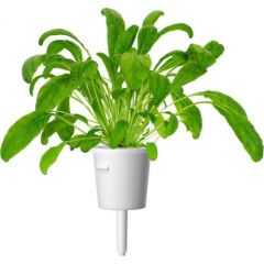 Click & Grow Smart Garden капсула Мибуна 3 шт.