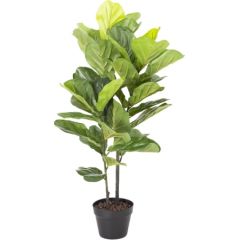 Зеленое растение FIDDLE LEAF, H190см