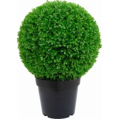 Зеленое растение BOXWOOD, H60см, черный горшок