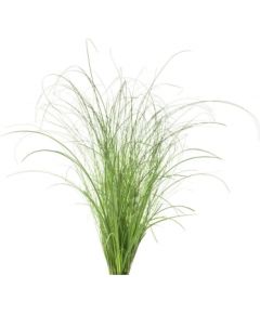 Click & Grow Smart Refill Ornamental Grass 3pcs