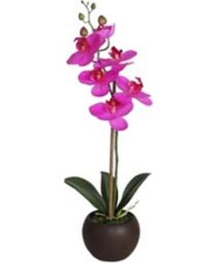 Violeta orhideja ar 1 zaru IN GARDEN, H46cm, melns pods