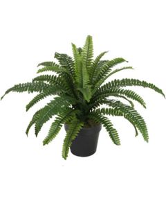 Зеленое растение BOSTON FERN, H60см, черный горшок