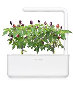 Click & Grow gudrā augu dārza uzpilde Violetais čili pipars 3gb.