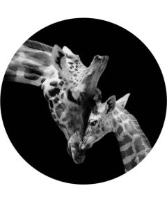 Foto glezna D60cm Giraffe 94549