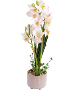 Orhideja GARDEN QUEEN H70cm, balts