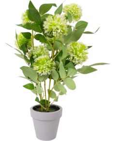 Maksligais zieds GREENLAND podina ar baltiem ziediem
