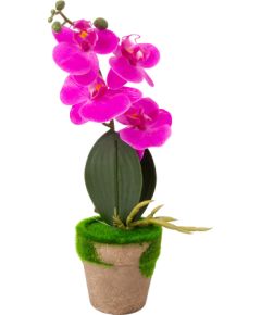 Orchid GREENLAND in pot with moss, mix