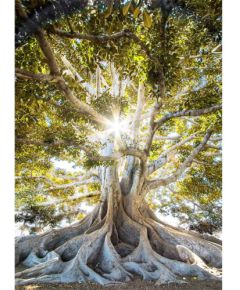 Foto glezna 50x70cm CLEAR TREE