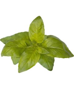 Click & Grow Smart Garden refill Lime Basil 3pcs