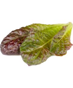 Click & Grow Smart Refill Red romaine lettuce 3pcs