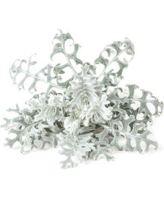 Click & Grow Smart Refill Dusty Miller 3pcs