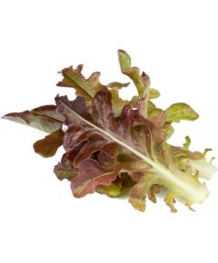 Click & Grow Smart Refill Red Oakleaf Lettuce 3pcs