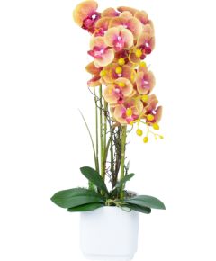 Orhideja GARDEN QUEEN H65cm, dzeltena