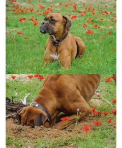 Augstas izturības zāliena nostiprināšanas siets PET TR FLEX (1x5m)