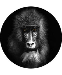 Foto glezna D50cm Mandril 97878