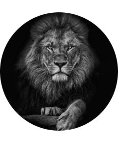 Foto glezna D80cm Lion 97793