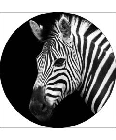 Foto glezna D60cm Zebra 93771