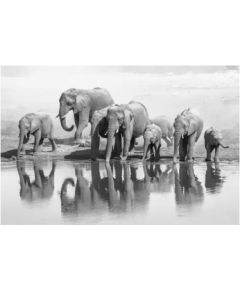 Foto glezna 120x80 Elephant 82225
