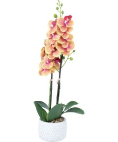 Orchid GARDEN QUEEN H40cm, yellow
