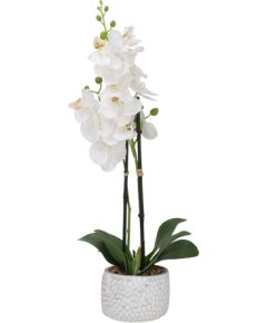 Orhideja GARDEN QUEEN H40cm, balts