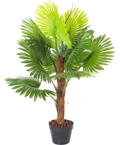 Zaļš augs FAN PALM, H100cm