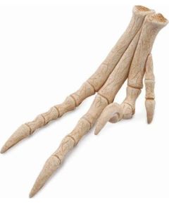 Figurka Collecta REPLIKA KOŃCZYNY VELOCIRAPTORA - CollectA - 89285 Фигурки и герои