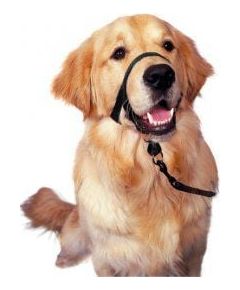 Halti Kantarek - obroża uzdowa rozmiar 1 czarna Citas preces