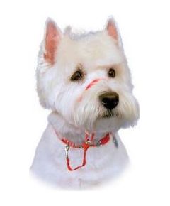 Halti Kantarek - obroża uzdowa rozmiar 2 czerwona Citas preces